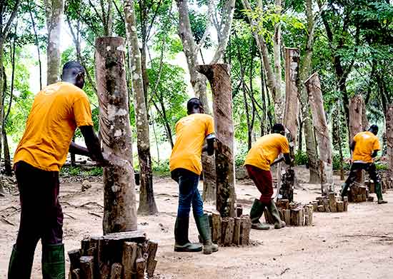 Socfin dan Koltiva Tingkatkan Kepatuhan EUDR dan Dorong Praktik Rantai Pasok