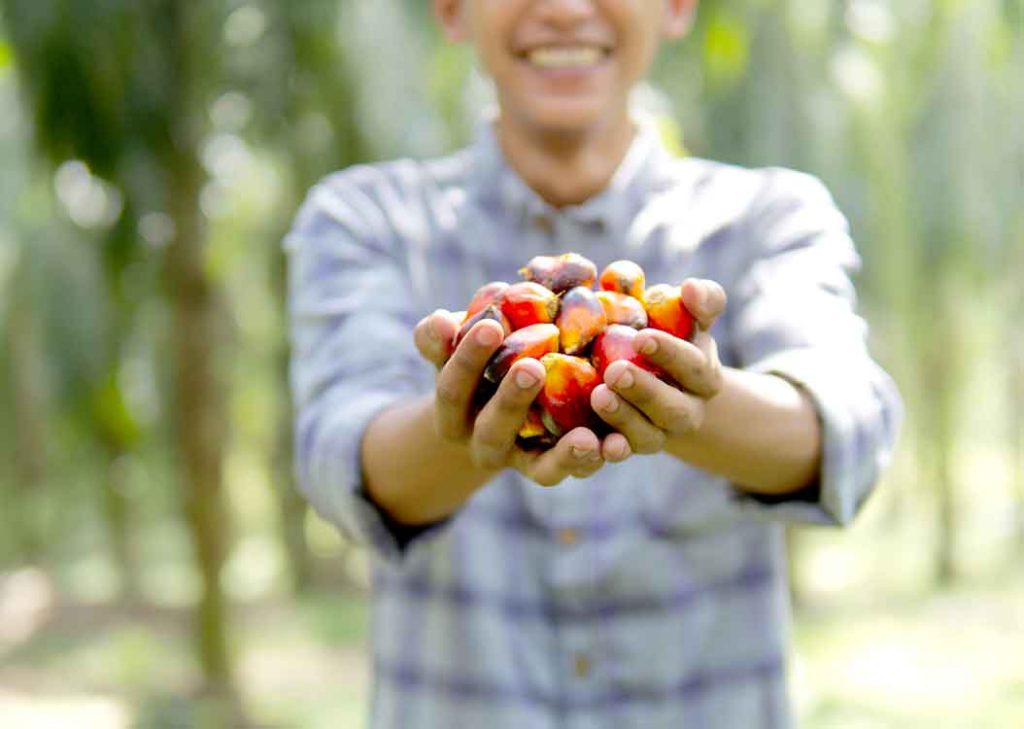 REA Perkuat Petani Sawit Kalimantan Timur untuk Kepatuhan EUDR