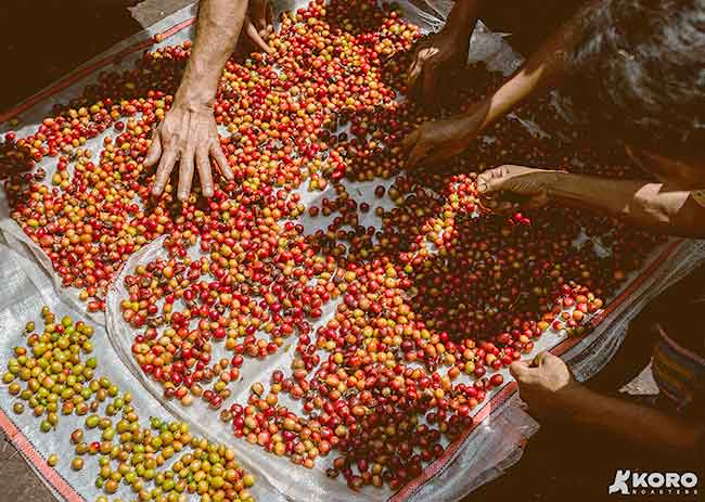 Koro Roasters Bawa Kopi Indonesia ke Panggung Dunia